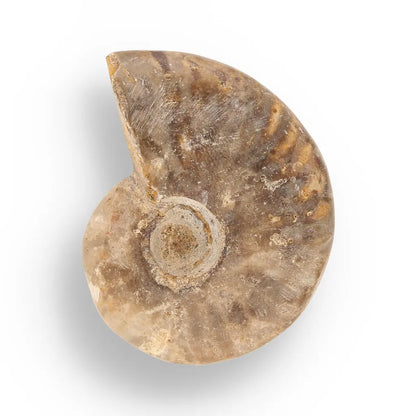 Get your Prehistoric Wonders Collection – Fossil Explorer Gift Box online now or in store at Forever Gems in Franschhoek, South Africa