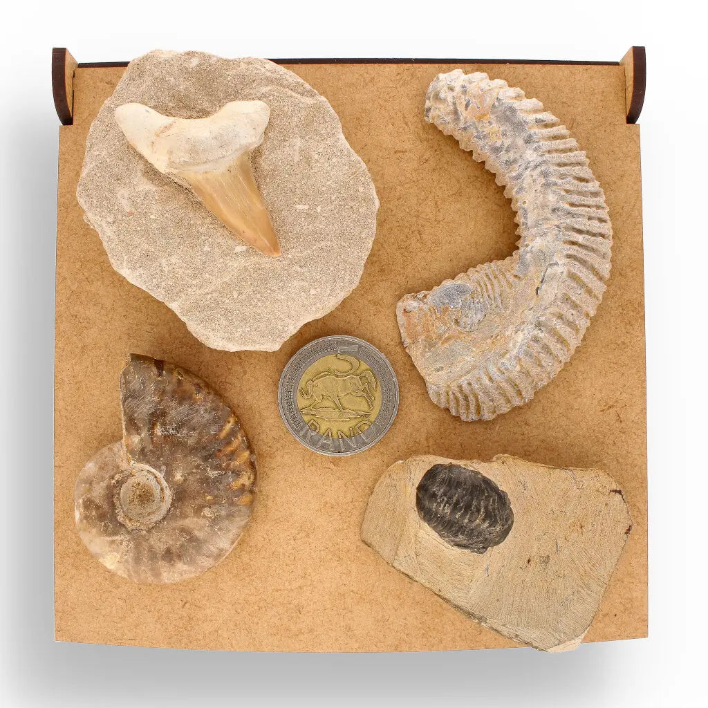 Get your Prehistoric Wonders Collection – Fossil Explorer Gift Box online now or in store at Forever Gems in Franschhoek, South Africa