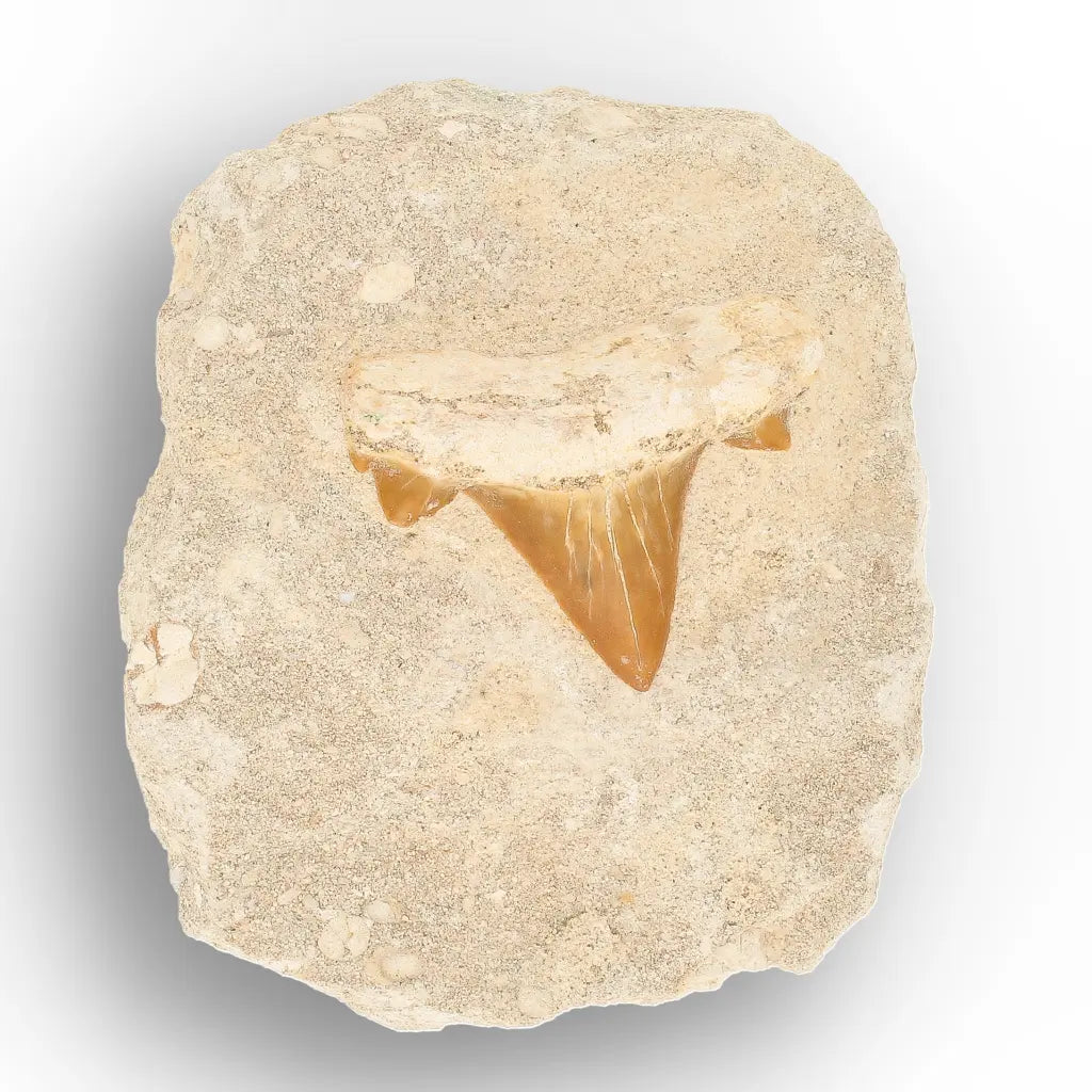 Get your Authentic Otodus Obliquus Shark Tooth on Display Matrix online now or in store at Forever Gems in Franschhoek, South Africa