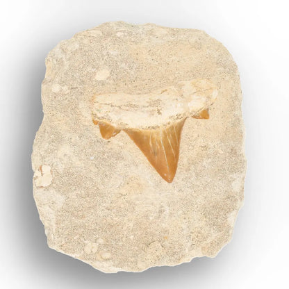 Get your Authentic Otodus Obliquus Shark Tooth on Display Matrix online now or in store at Forever Gems in Franschhoek, South Africa