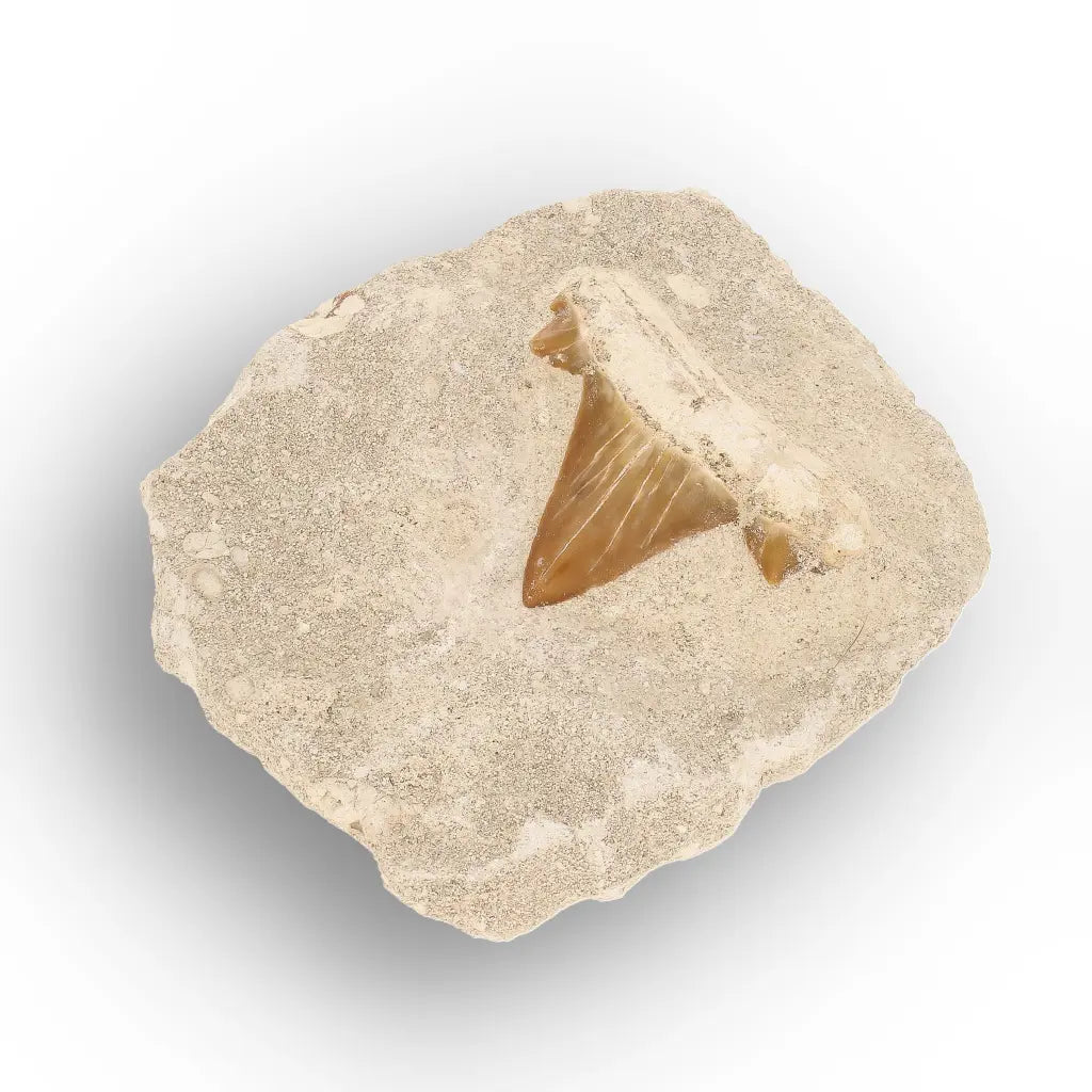 Get your Authentic Otodus Obliquus Shark Tooth on Display Matrix online now or in store at Forever Gems in Franschhoek, South Africa