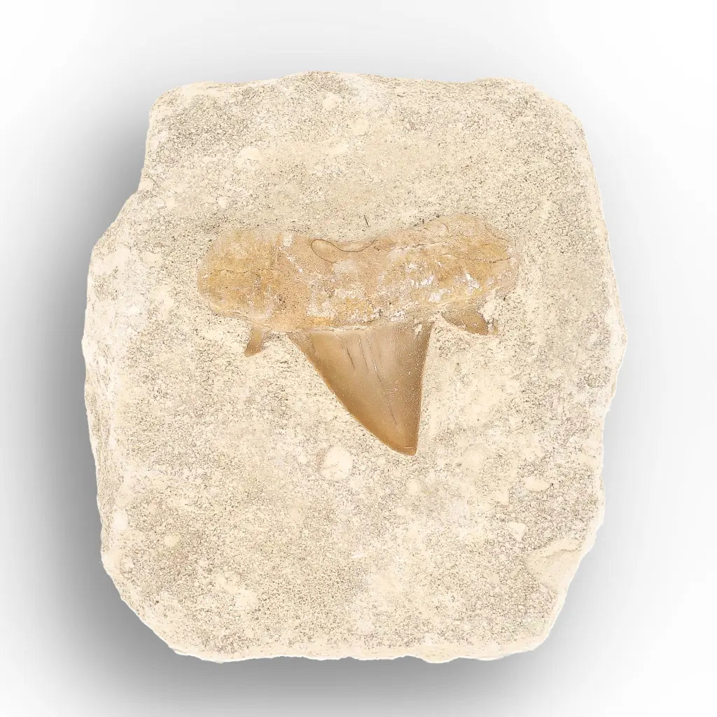 Get your Authentic Otodus Obliquus Shark Tooth Matrix Fossil, Morocco online now or in store at Forever Gems in Franschhoek, South Africa