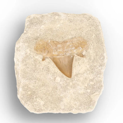 Get your Authentic Otodus Obliquus Shark Tooth Matrix Fossil, Morocco online now or in store at Forever Gems in Franschhoek, South Africa