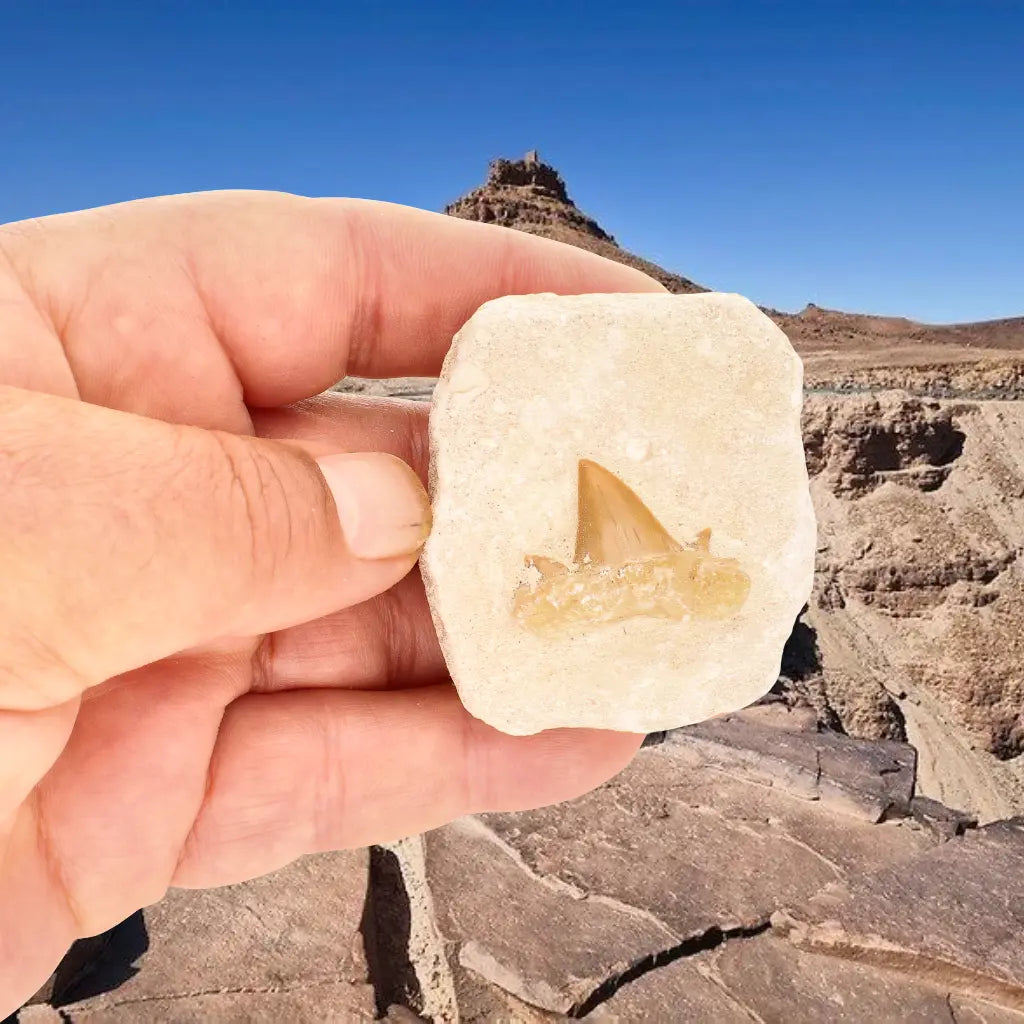 Get your Authentic Otodus Obliquus Shark Tooth Matrix Fossil, Morocco online now or in store at Forever Gems in Franschhoek, South Africa
