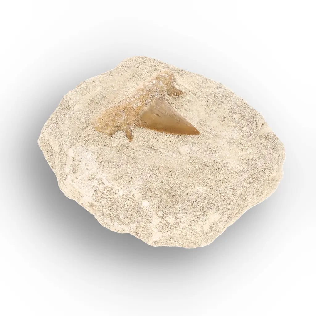 Get your Authentic Otodus Obliquus Shark Tooth Matrix Fossil, Morocco online now or in store at Forever Gems in Franschhoek, South Africa