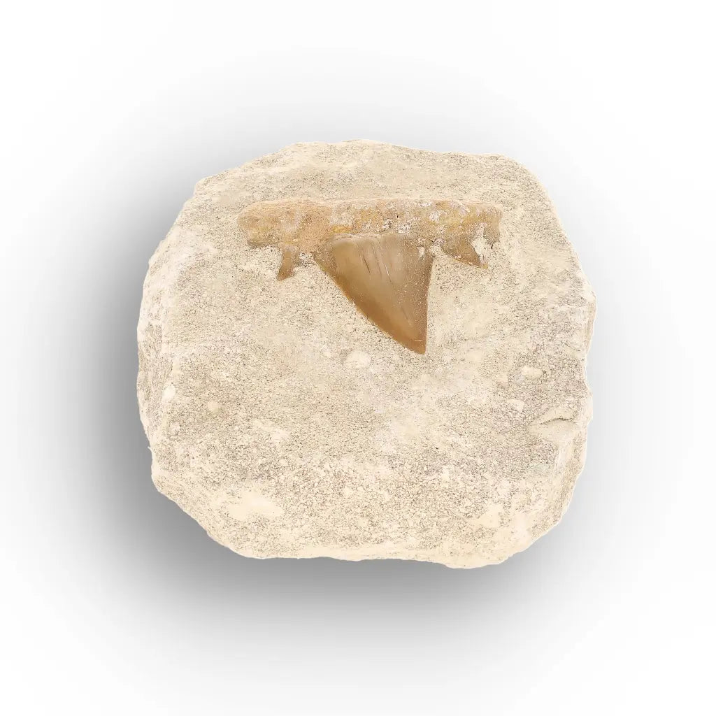 Get your Authentic Otodus Obliquus Shark Tooth Matrix Fossil, Morocco online now or in store at Forever Gems in Franschhoek, South Africa