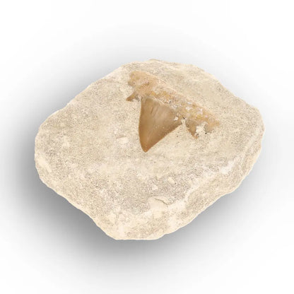Get your Authentic Otodus Obliquus Shark Tooth Matrix Fossil, Morocco online now or in store at Forever Gems in Franschhoek, South Africa