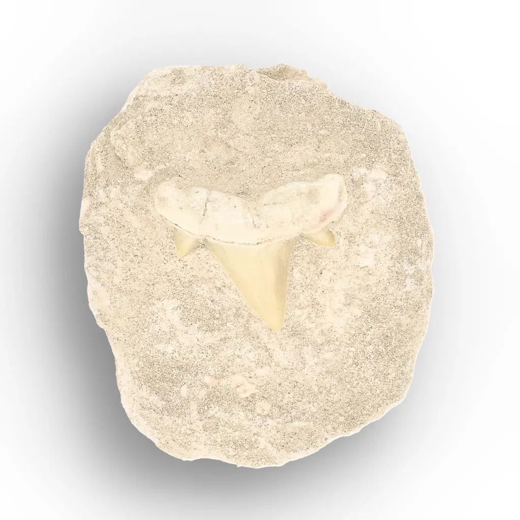 Get your Authentic Otodus Obliquus Shark Tooth Fossil Display Piece online now or in store at Forever Gems in Franschhoek, South Africa