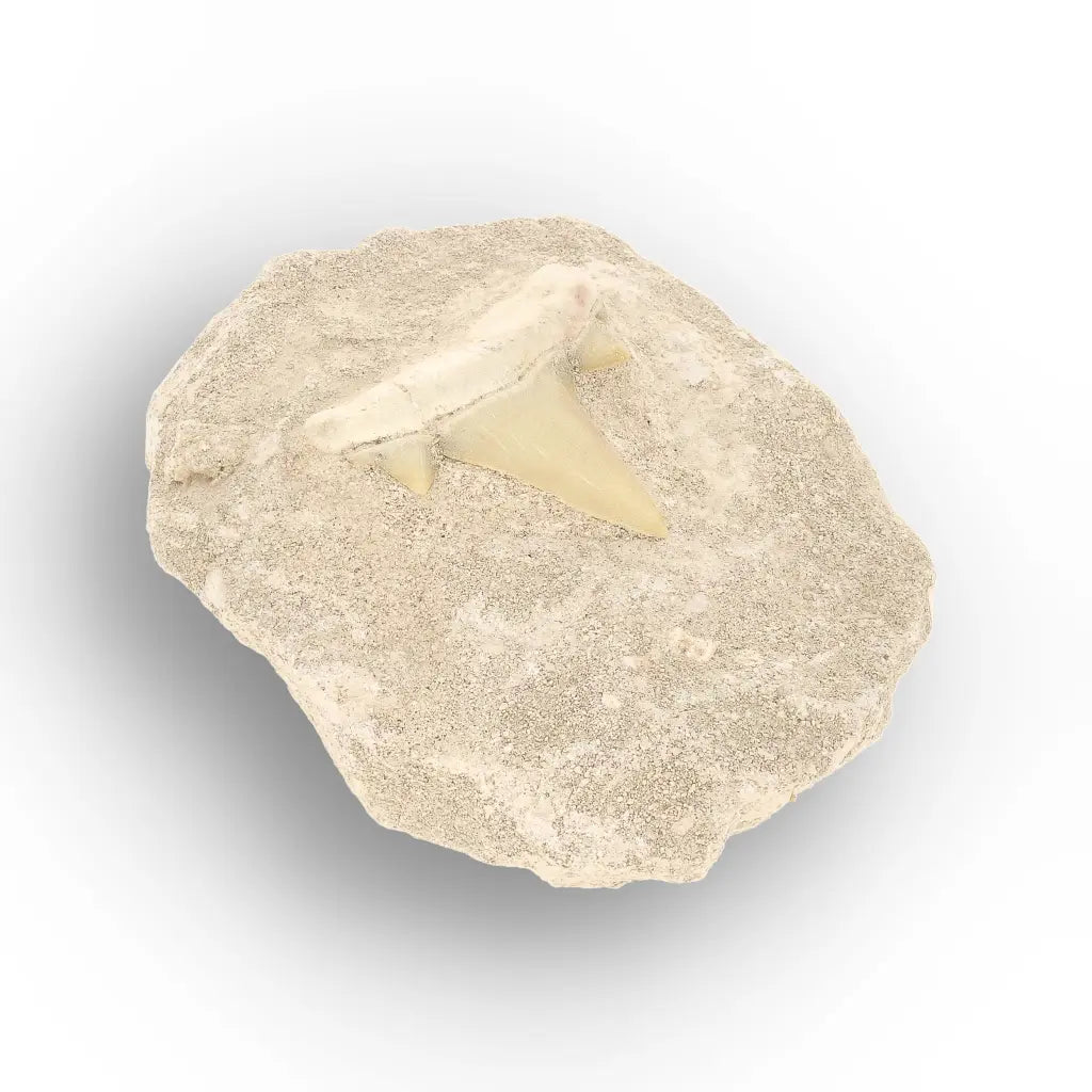 Get your Authentic Otodus Obliquus Shark Tooth Fossil Display Piece online now or in store at Forever Gems in Franschhoek, South Africa