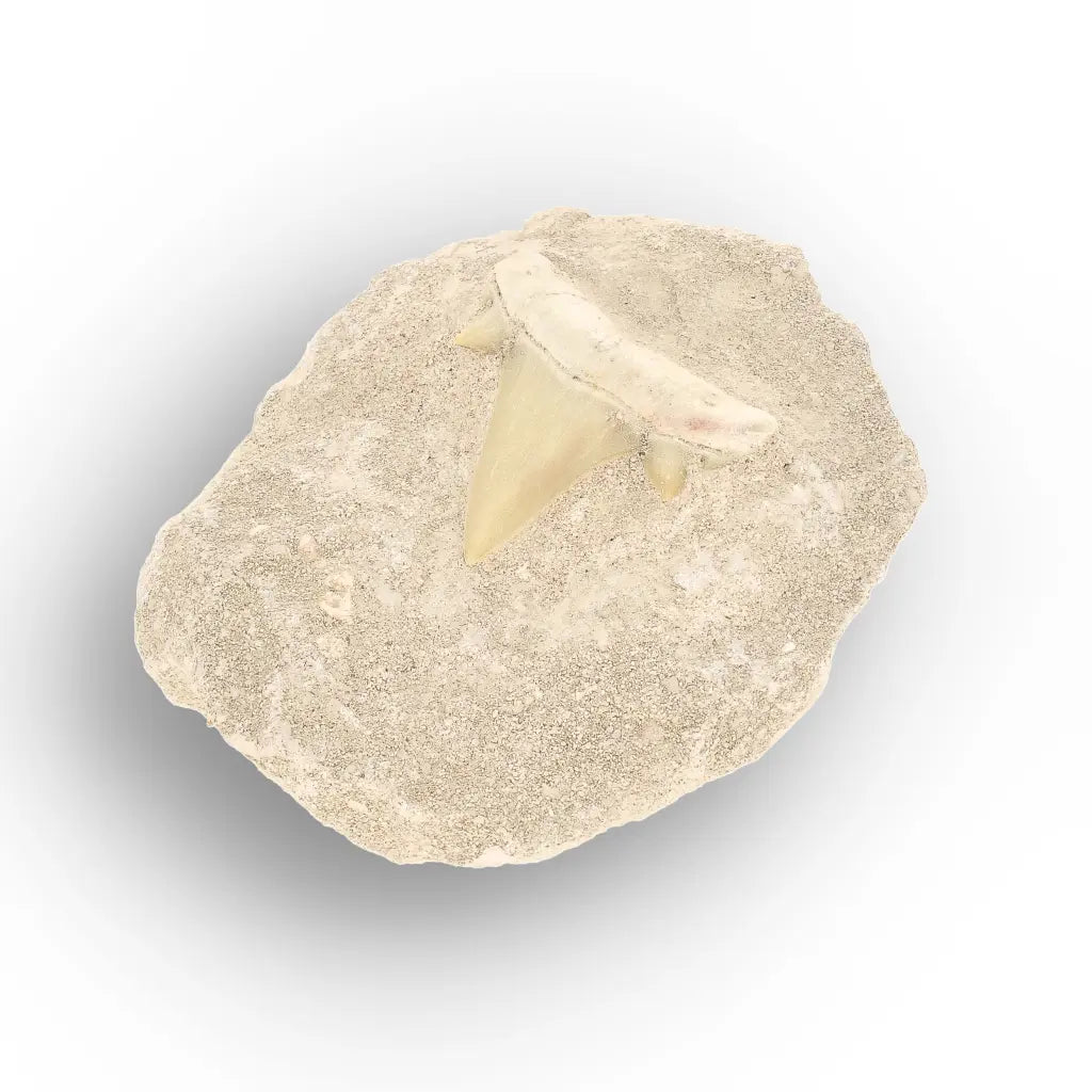 Get your Authentic Otodus Obliquus Shark Tooth Fossil Display Piece online now or in store at Forever Gems in Franschhoek, South Africa
