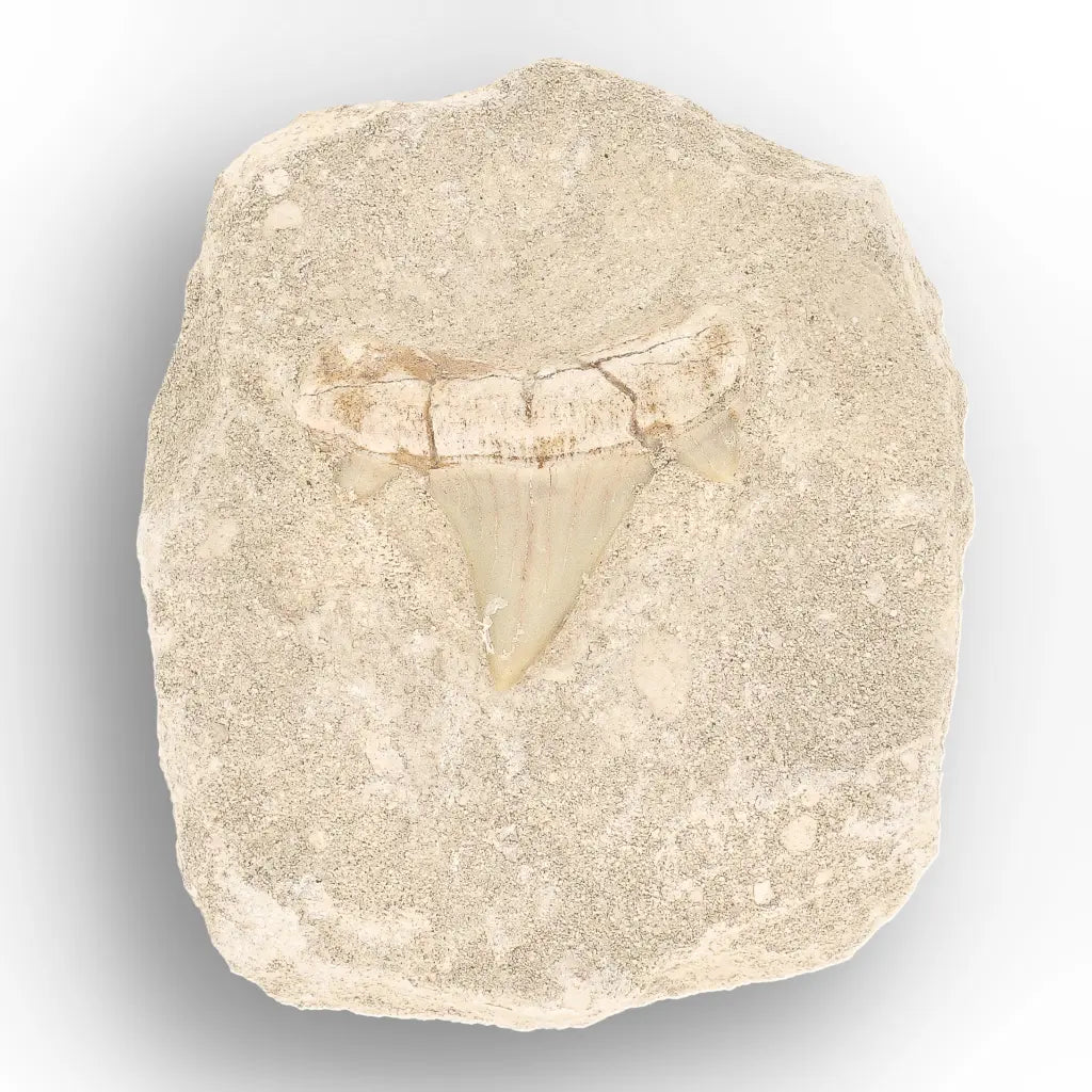 Get your Authentic Otodus Obliquus Shark Tooth on Matrix Display online now or in store at Forever Gems in Franschhoek, South Africa