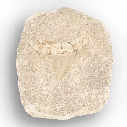 Get your Authentic Otodus Obliquus Shark Tooth on Matrix Display online now or in store at Forever Gems in Franschhoek, South Africa