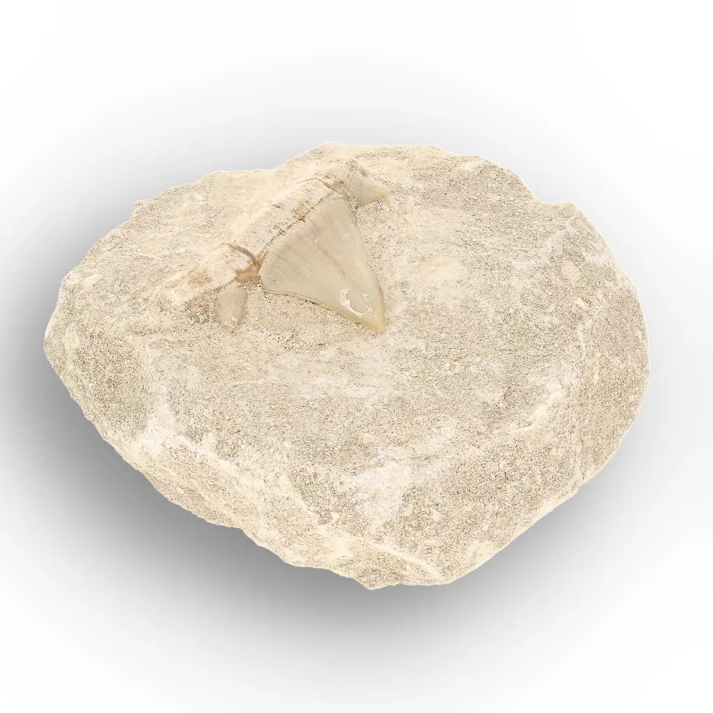 Get your Authentic Otodus Obliquus Shark Tooth on Matrix Display online now or in store at Forever Gems in Franschhoek, South Africa
