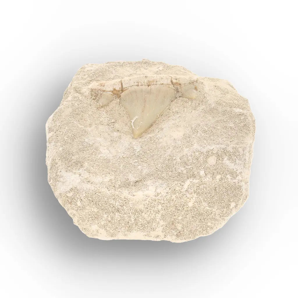 Get your Authentic Otodus Obliquus Shark Tooth on Matrix Display online now or in store at Forever Gems in Franschhoek, South Africa