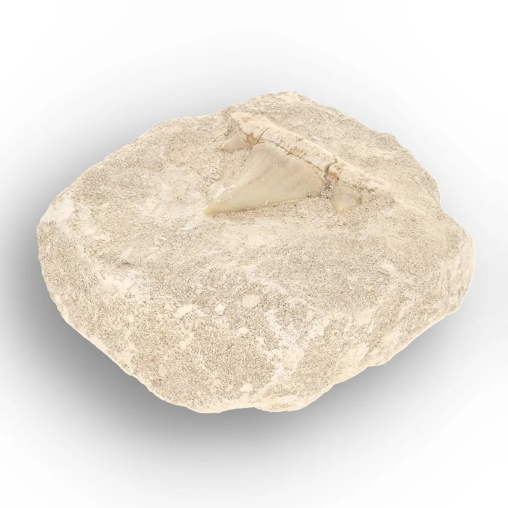 Get your Authentic Otodus Obliquus Shark Tooth on Matrix Display online now or in store at Forever Gems in Franschhoek, South Africa