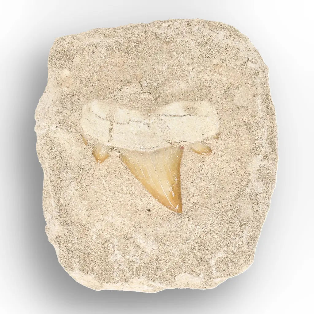 Get your Authentic Otodus Obliquus Shark Tooth Fossil Display Matrix online now or in store at Forever Gems in Franschhoek, South Africa