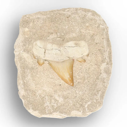 Get your Authentic Otodus Obliquus Shark Tooth Fossil Display Matrix online now or in store at Forever Gems in Franschhoek, South Africa