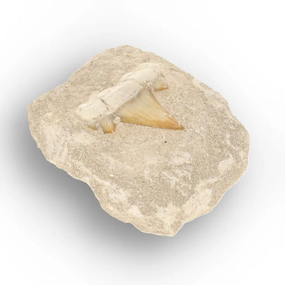Get your Authentic Otodus Obliquus Shark Tooth Fossil Display Matrix online now or in store at Forever Gems in Franschhoek, South Africa