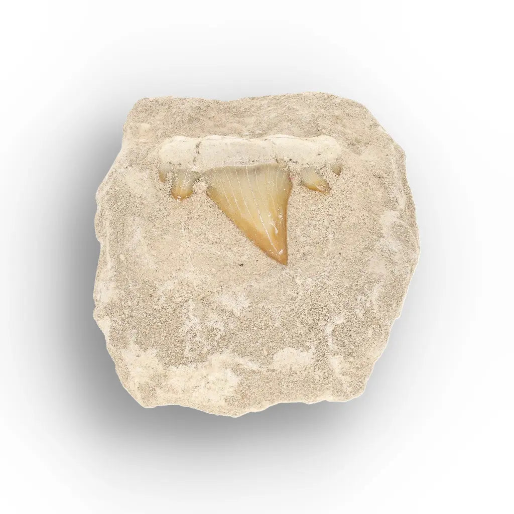 Get your Authentic Otodus Obliquus Shark Tooth Fossil Display Matrix online now or in store at Forever Gems in Franschhoek, South Africa