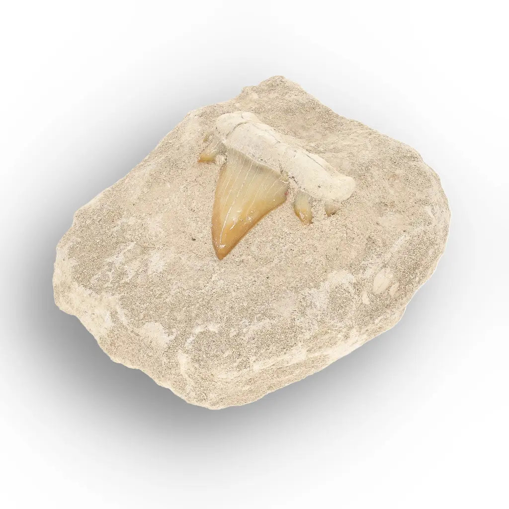 Get your Authentic Otodus Obliquus Shark Tooth Fossil Display Matrix online now or in store at Forever Gems in Franschhoek, South Africa