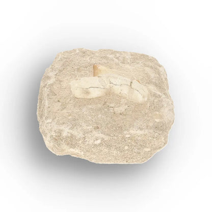 Get your Authentic Otodus Obliquus Shark Tooth Fossil Display Matrix online now or in store at Forever Gems in Franschhoek, South Africa