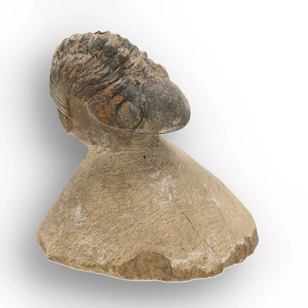 Get your Authentic Morocops Trilobite Fossil from Devonian Morocco online now or in store at Forever Gems in Franschhoek, South Africa