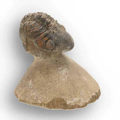 Get your Authentic Morocops Trilobite Fossil from Devonian Morocco online now or in store at Forever Gems in Franschhoek, South Africa