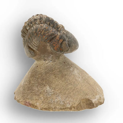 Get your Authentic Morocops Trilobite Fossil from Devonian Morocco online now or in store at Forever Gems in Franschhoek, South Africa