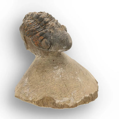 Get your Authentic Morocops Trilobite Fossil from Devonian Morocco online now or in store at Forever Gems in Franschhoek, South Africa