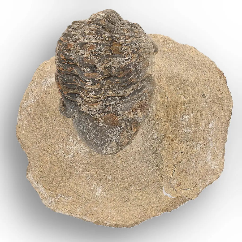 Get your Authentic Morocops Trilobite Fossil from Devonian Morocco online now or in store at Forever Gems in Franschhoek, South Africa