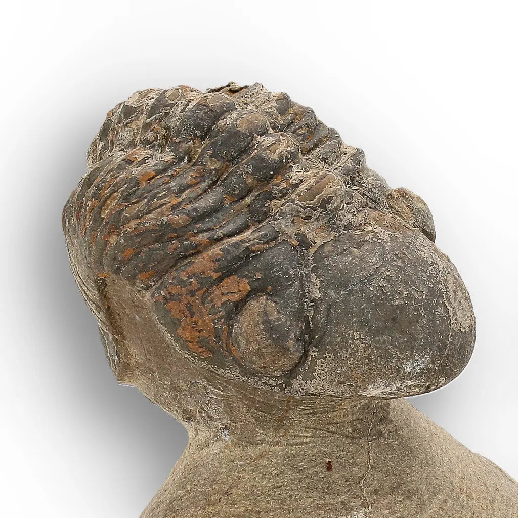 Get your Authentic Morocops Trilobite Fossil from Devonian Morocco online now or in store at Forever Gems in Franschhoek, South Africa