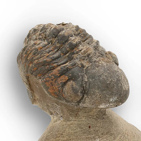 Get your Authentic Morocops Trilobite Fossil from Devonian Morocco online now or in store at Forever Gems in Franschhoek, South Africa