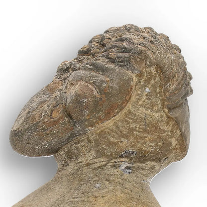 Get your Authentic Morocops Trilobite Fossil from Devonian Morocco online now or in store at Forever Gems in Franschhoek, South Africa