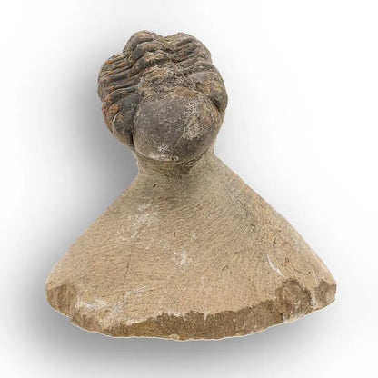 Get your Authentic Morocops Trilobite Fossil from Devonian Morocco online now or in store at Forever Gems in Franschhoek, South Africa