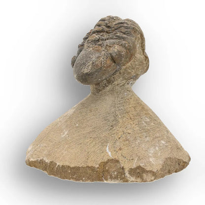 Get your Authentic Morocops Trilobite Fossil from Devonian Morocco online now or in store at Forever Gems in Franschhoek, South Africa
