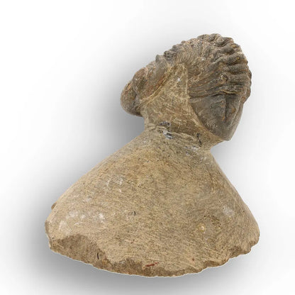 Get your Authentic Morocops Trilobite Fossil from Devonian Morocco online now or in store at Forever Gems in Franschhoek, South Africa