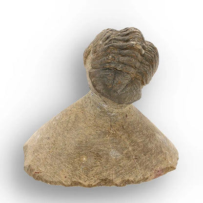 Get your Authentic Morocops Trilobite Fossil from Devonian Morocco online now or in store at Forever Gems in Franschhoek, South Africa