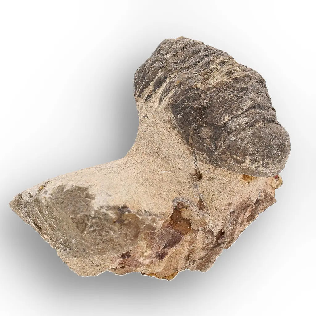 Get your Authentic Morocops Trilobite Fossil – Devonian Morocco Find online now or in store at Forever Gems in Franschhoek, South Africa