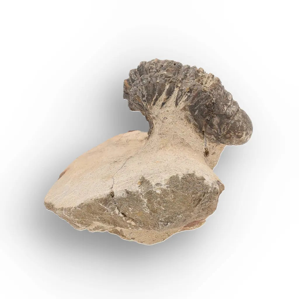 Get your Authentic Morocops Trilobite Fossil – Devonian Morocco Find online now or in store at Forever Gems in Franschhoek, South Africa