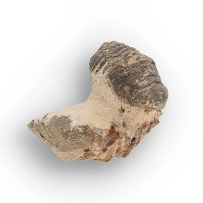 Get your Authentic Morocops Trilobite Fossil – Devonian Morocco Find online now or in store at Forever Gems in Franschhoek, South Africa