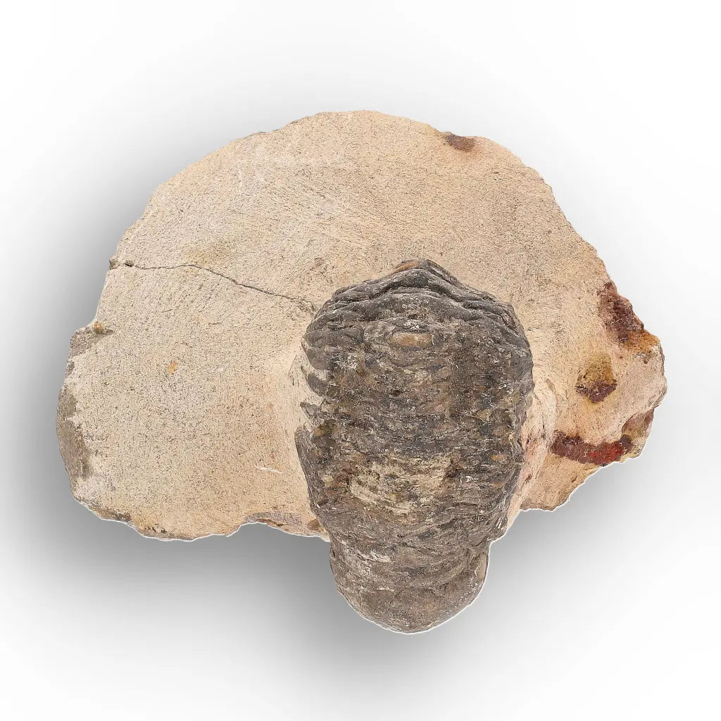 Get your Authentic Morocops Trilobite Fossil – Devonian Morocco Find online now or in store at Forever Gems in Franschhoek, South Africa