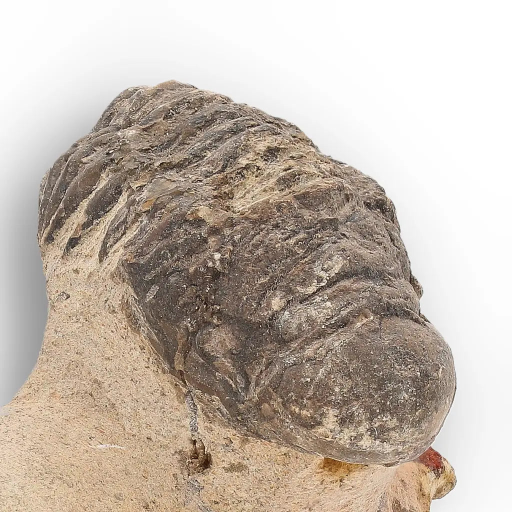 Get your Authentic Morocops Trilobite Fossil – Devonian Morocco Find online now or in store at Forever Gems in Franschhoek, South Africa