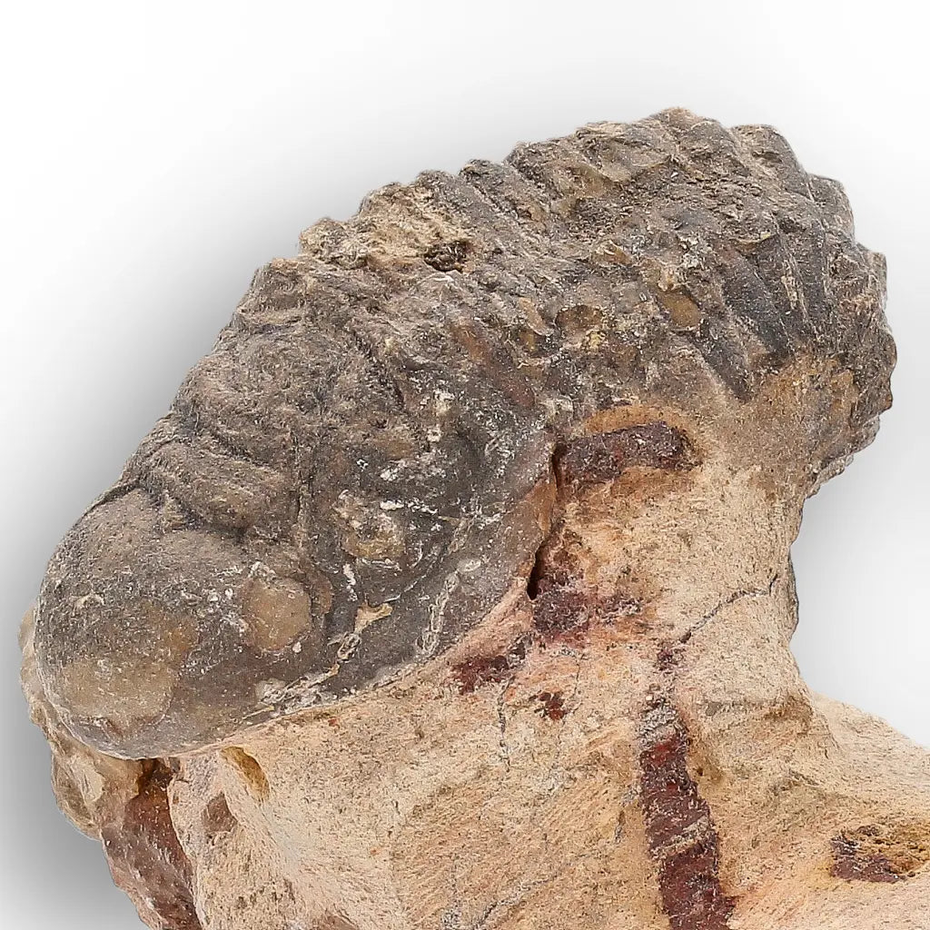 Get your Authentic Morocops Trilobite Fossil – Devonian Morocco Find online now or in store at Forever Gems in Franschhoek, South Africa