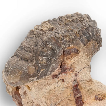 Get your Authentic Morocops Trilobite Fossil – Devonian Morocco Find online now or in store at Forever Gems in Franschhoek, South Africa