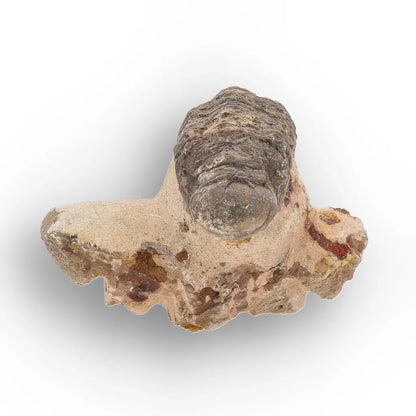 Get your Authentic Morocops Trilobite Fossil – Devonian Morocco Find online now or in store at Forever Gems in Franschhoek, South Africa