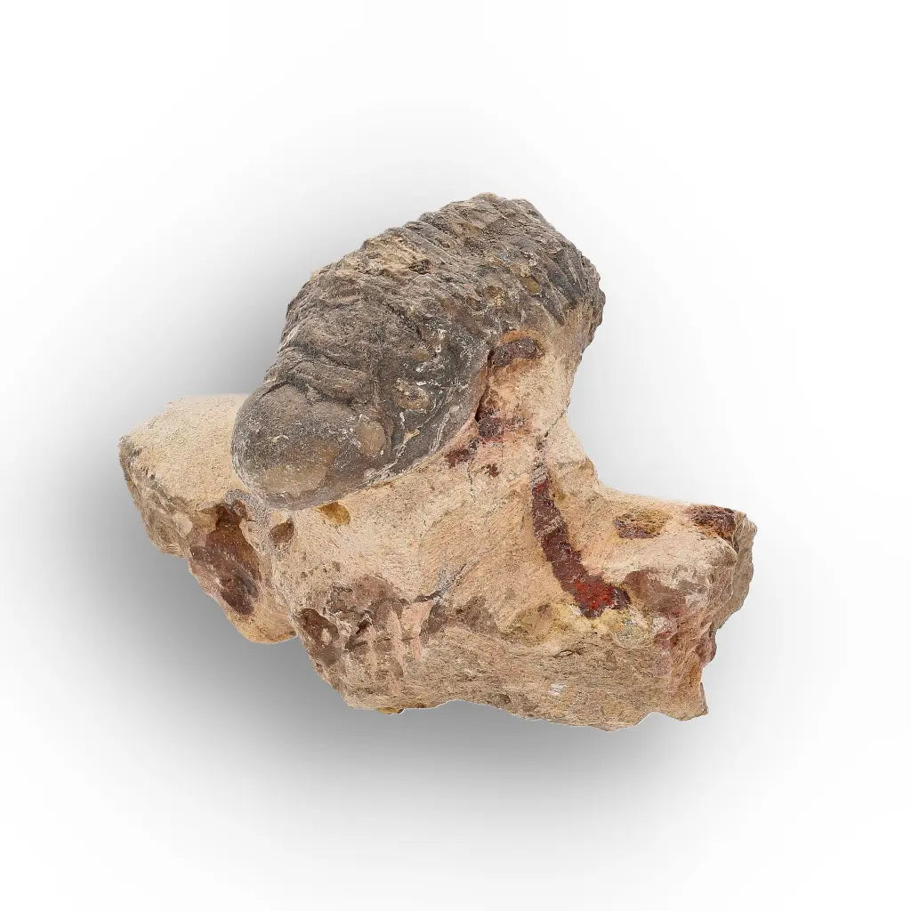 Get your Authentic Morocops Trilobite Fossil – Devonian Morocco Find online now or in store at Forever Gems in Franschhoek, South Africa
