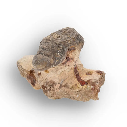 Get your Authentic Morocops Trilobite Fossil – Devonian Morocco Find online now or in store at Forever Gems in Franschhoek, South Africa