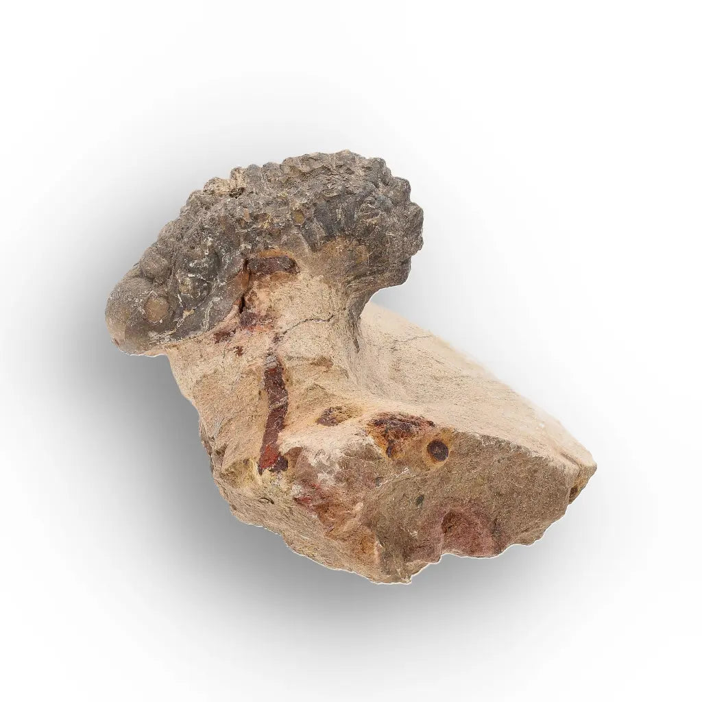 Get your Authentic Morocops Trilobite Fossil – Devonian Morocco Find online now or in store at Forever Gems in Franschhoek, South Africa