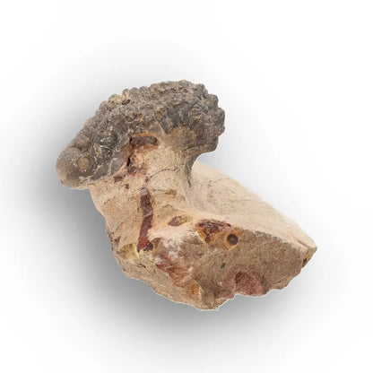 Get your Authentic Morocops Trilobite Fossil – Devonian Morocco Find online now or in store at Forever Gems in Franschhoek, South Africa