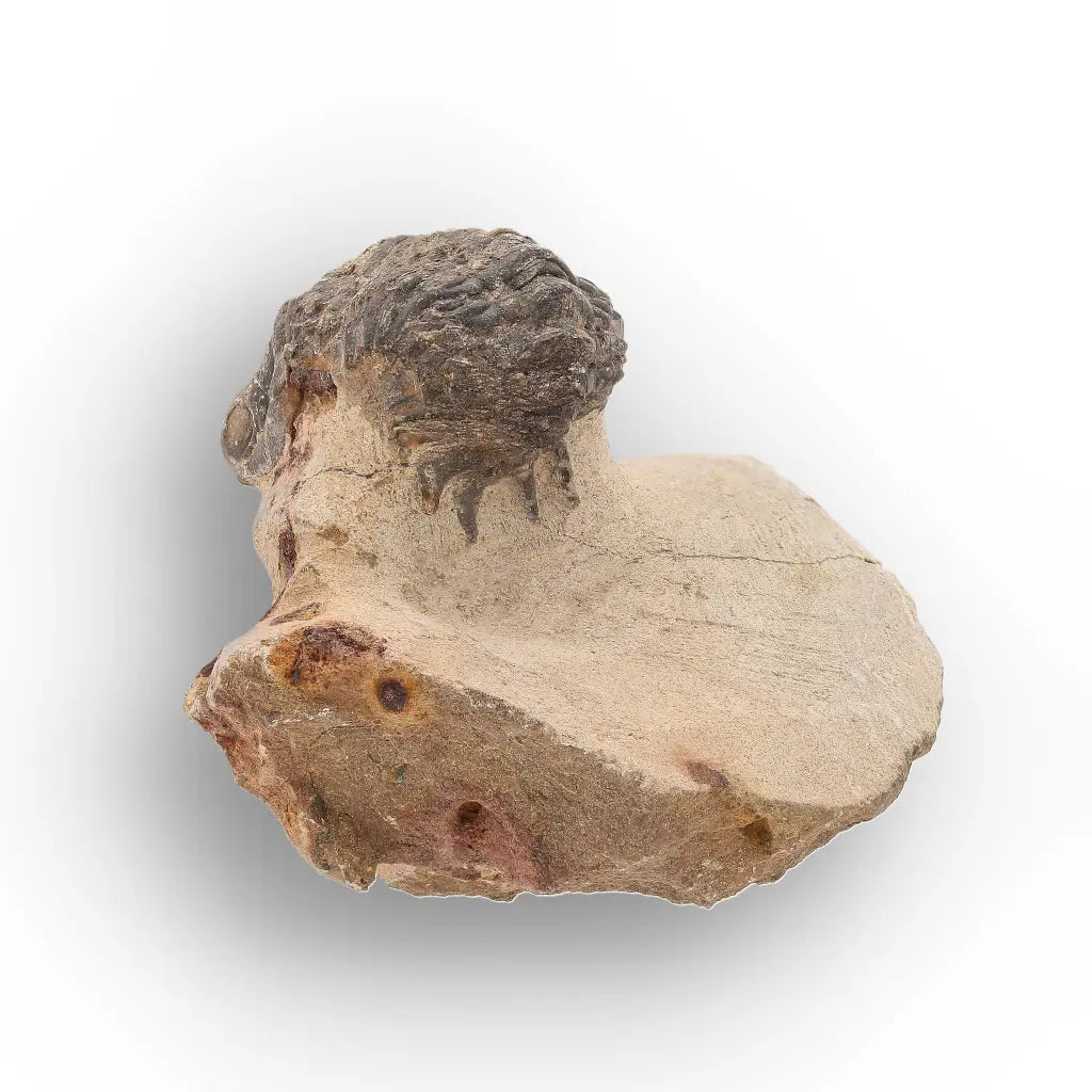 Get your Authentic Morocops Trilobite Fossil – Devonian Morocco Find online now or in store at Forever Gems in Franschhoek, South Africa